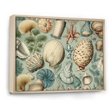 Vintage Seashell Treasures - Seashell Wall Art Prints