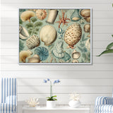 Vintage Seashell Treasures - Seashell Wall Art Prints