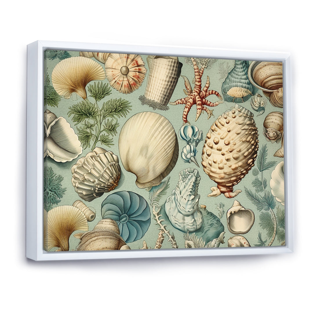 Vintage Seashell Treasures - Seashell Wall Art Prints