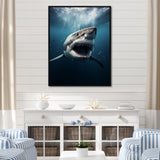 Blue Shark Apex Predator Photo - Blue Shark Wall Art