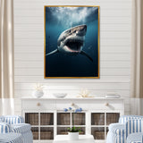 Blue Shark Apex Predator Photo - Blue Shark Wall Art