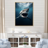 Blue Shark Apex Predator Photo - Blue Shark Wall Art