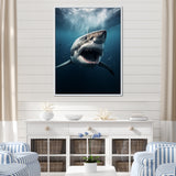 Blue Shark Apex Predator Photo - Blue Shark Wall Art