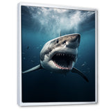 Blue Shark Apex Predator Photo - Blue Shark Wall Art