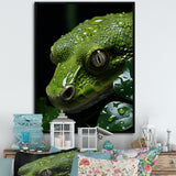 Coiled Emerald Snake - Snake Wall Decor