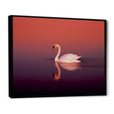 Coral Swan At Dusk - Swans Canvas Wall Art