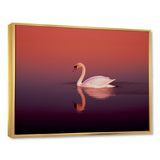 Coral Swan At Dusk - Swans Canvas Wall Art