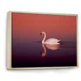 Coral Swan At Dusk - Swans Canvas Wall Art