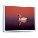 Coral Swan At Dusk - Swans Canvas Wall Art