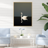 Swans Solitude In Black And White - Swans Wall Art Prints