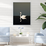 Swans Solitude In Black And White - Swans Wall Art Prints