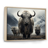Monochrome Yaks Grazing Scene - Yaks Canvas Wall Art