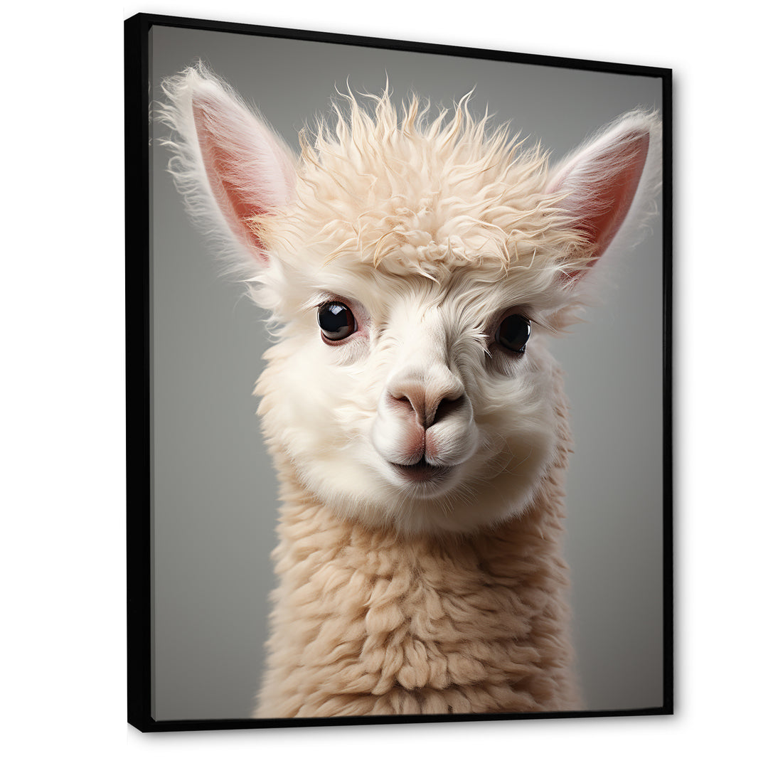 White Majestic Alpaca portrait - Alpaca Wall Art Prints