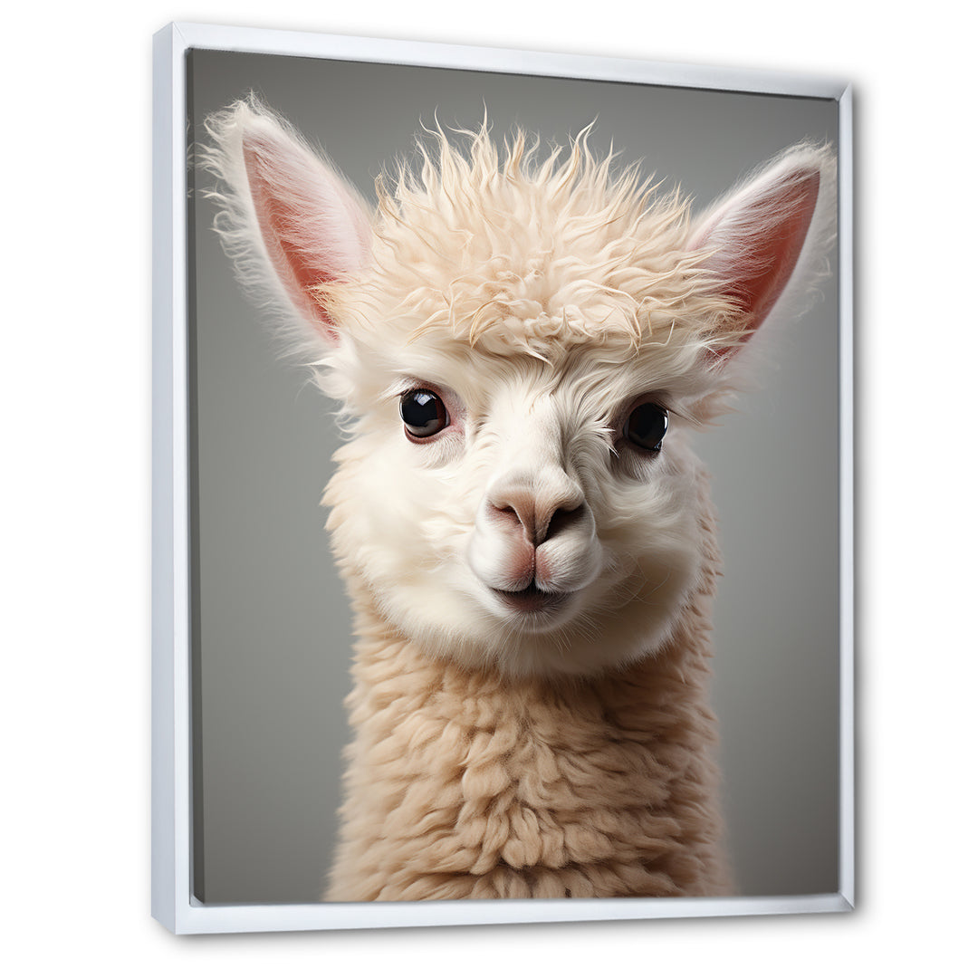 White Majestic Alpaca portrait - Alpaca Wall Art Prints
