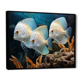 White and blue butterfly fish Wonderland - White Butterfly Fish Wall Art
