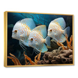 White and blue butterfly fish Wonderland - White Butterfly Fish Wall Art