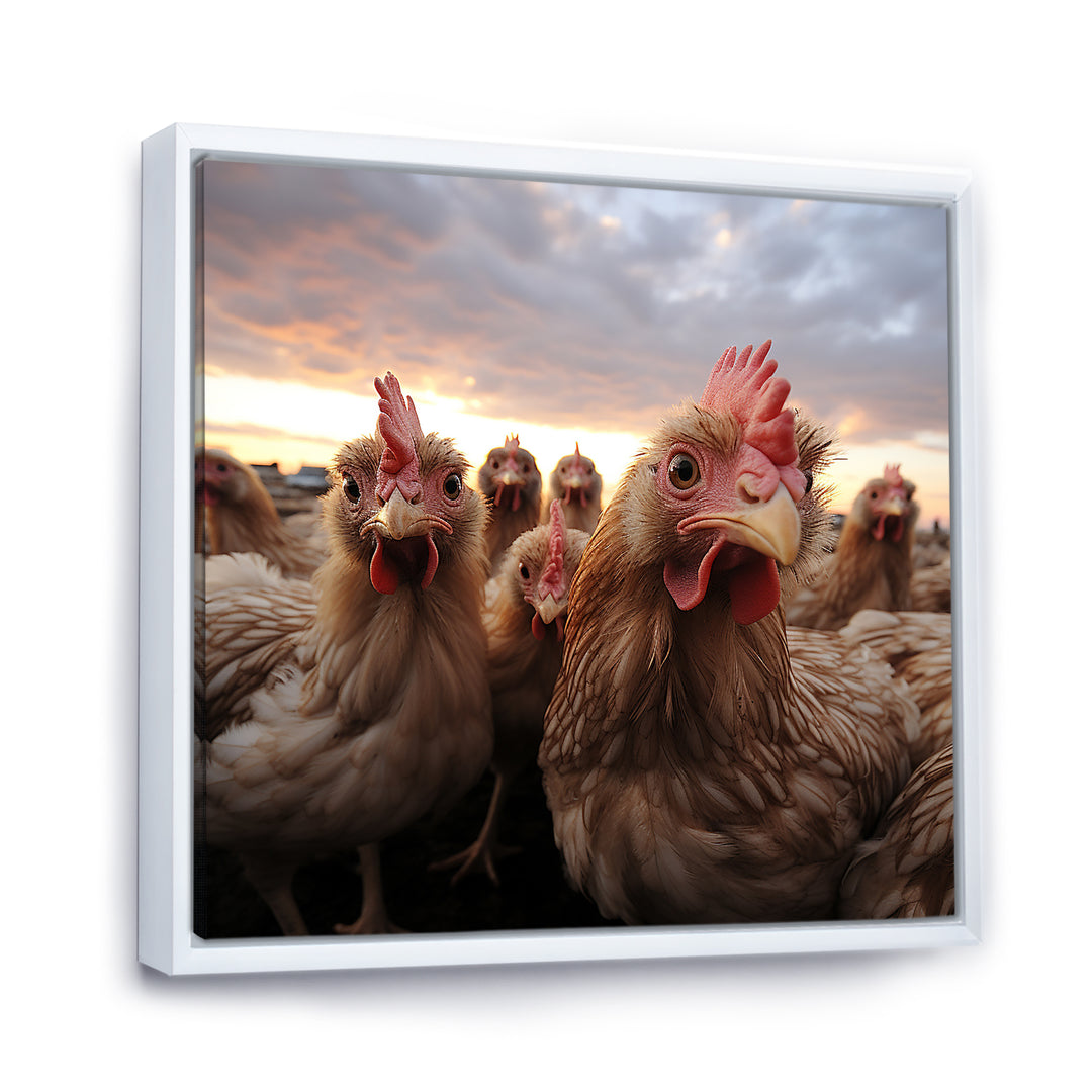 Red Chicken family at sunset - Chicken Wall Art Prints