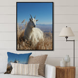 White Solitary Grazing Goat - Goat Wall Art Prints