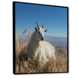 White Solitary Grazing Goat - Goat Wall Art Prints