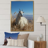 White Solitary Grazing Goat - Goat Wall Art Prints