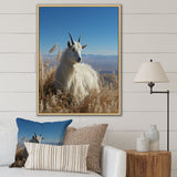 White Solitary Grazing Goat - Goat Wall Art Prints