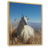 White Solitary Grazing Goat - Goat Wall Art Prints