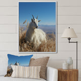 White Solitary Grazing Goat - Goat Wall Art Prints