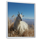 White Solitary Grazing Goat - Goat Wall Art Prints