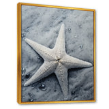 Grey minimalist Starfish Coastal gem - Starfish Wall Decor