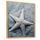 Grey minimalist Starfish Coastal gem - Starfish Wall Decor