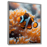 Orange white coral clown fish Marvel - Coral Bedroom Wall Art