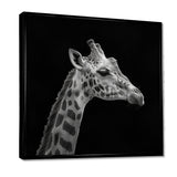Giraffe profile on black - Gray Giraffe Wall Art