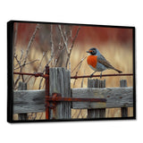 Robin Bird On The Farm Gate - Bird Framed Canvas Art