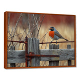 Robin Bird On The Farm Gate - Bird Framed Canvas Art