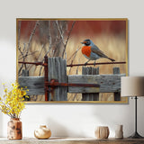 Robin Bird On The Farm Gate - Bird Framed Canvas Art