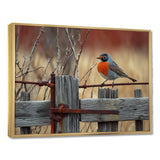 Robin Bird On The Farm Gate - Bird Framed Canvas Art