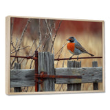Robin Bird On The Farm Gate - Bird Framed Canvas Art