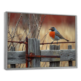 Robin Bird On The Farm Gate - Bird Framed Canvas Art