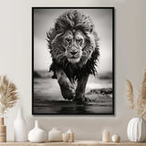 Black And White Lion Running In Africa - Animals Canvas Wall Art