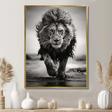 Black And White Lion Running In Africa - Animals Canvas Wall Art