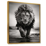 Black And White Lion Running In Africa - Animals Canvas Wall Art