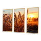 Birds Of Paradise Field VIII - 3-Piece Canvas Wall Art