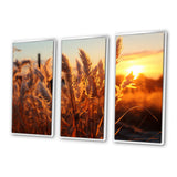 Birds Of Paradise Field VIII - 3-Piece Canvas Wall Art