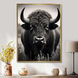 Bison Bison Grazing - Animals Canvas Wall Art