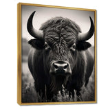 Bison Bison Grazing - Animals Canvas Wall Art