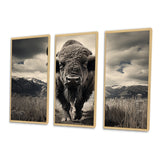 Bison Majestic Bison - Multi-Panel Canvas Prints