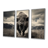 Bison Majestic Bison - Multi-Panel Canvas Prints