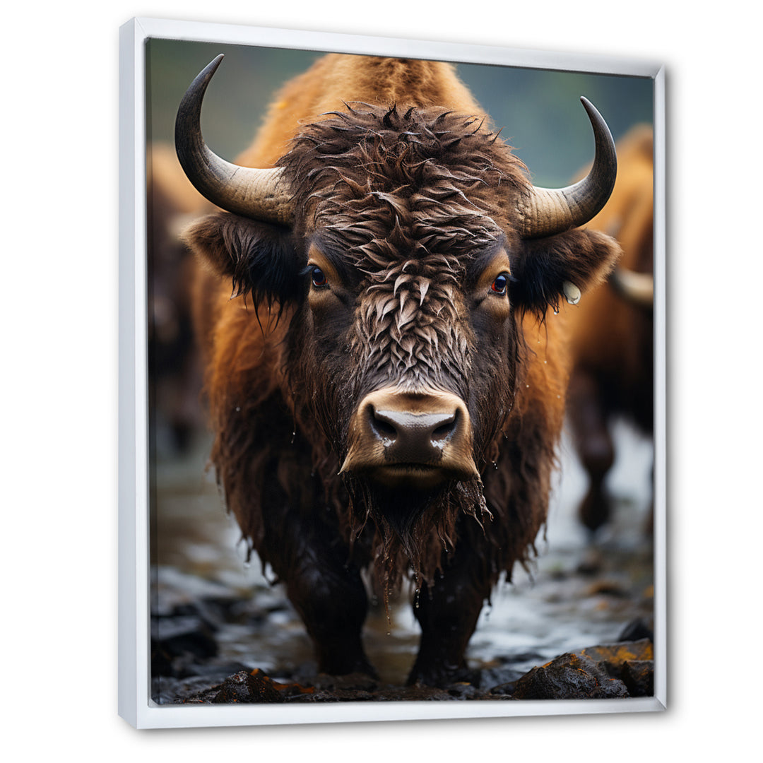 Buffalo National Photo - Bison Wall Art Prints