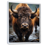 Buffalo National Photo - Bison Wall Art Prints