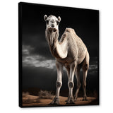 Camel Graceful Steps - Camel Framed Canvas Art
